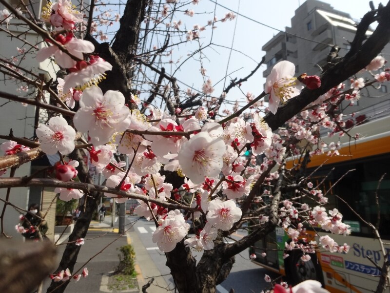 撮影日は3月12日