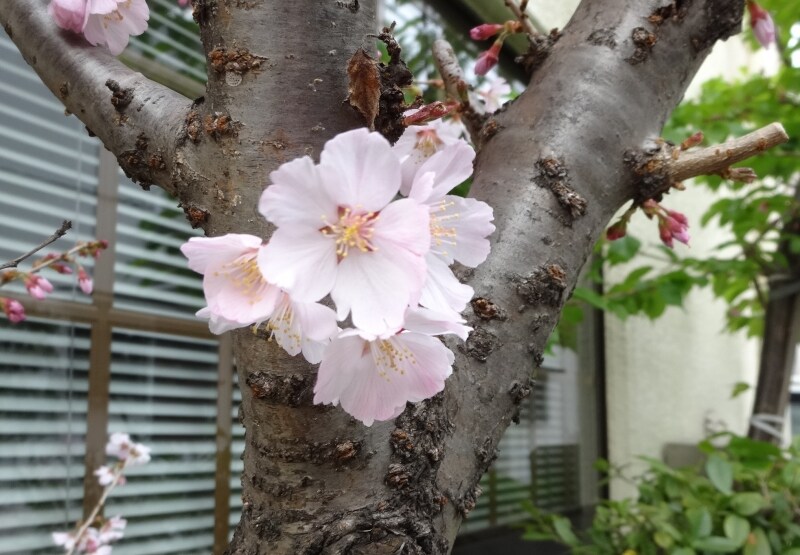 撮影したのは3月25日
