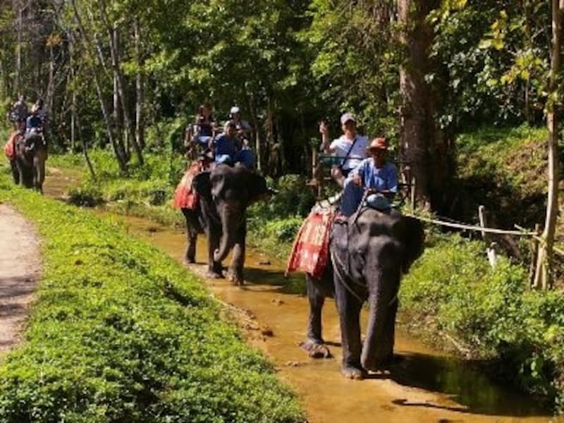 タイに来て象に乗らないのはもったいない!一度載ったら象の賢さに気づくはず