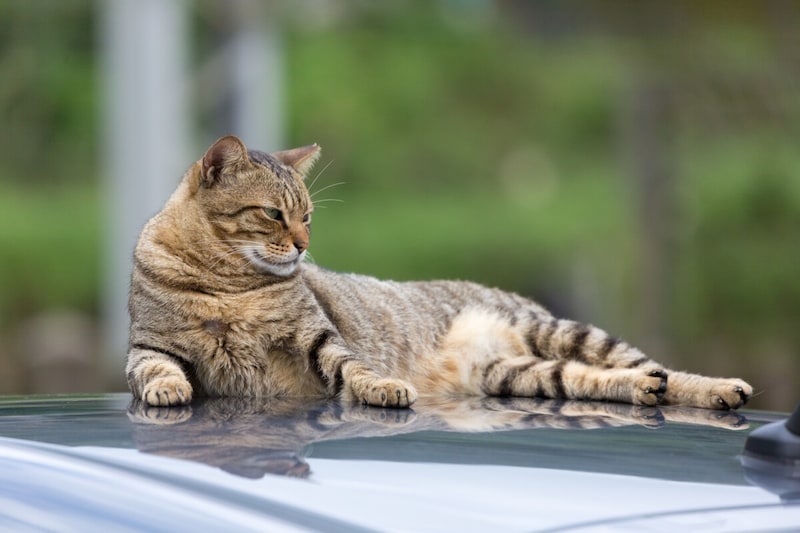 車嫌いな猫をドライブに慣れさせる方法とは？