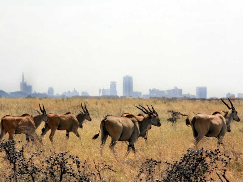 nairobinationalpark