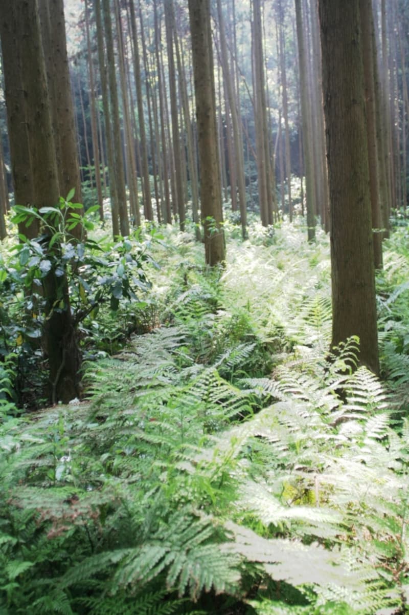 犬懸谷と呼ばれる谷あいの杉林