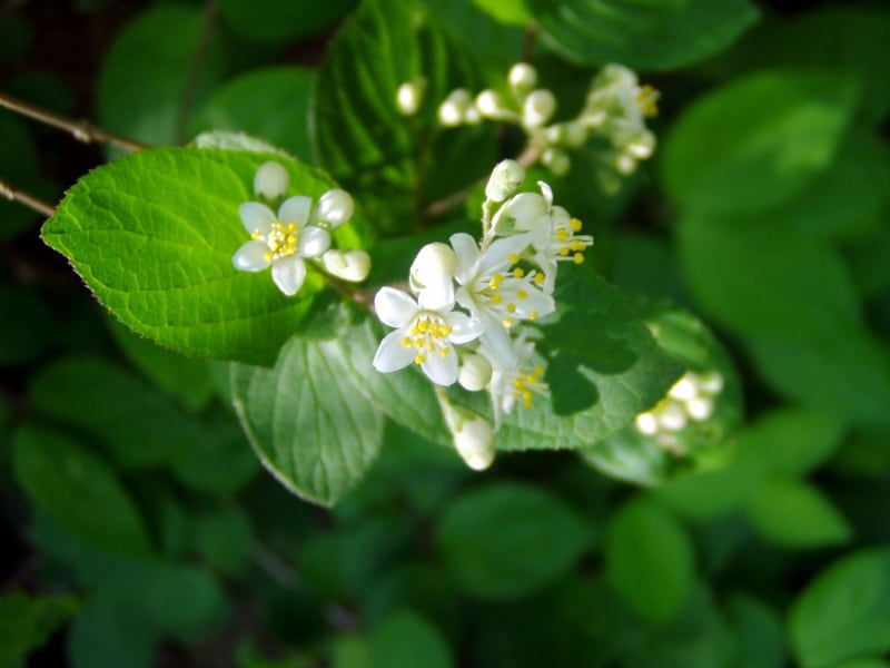 マルバウツギの花