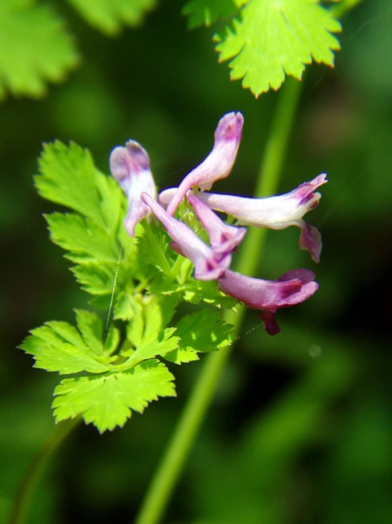 ムラサキケマン