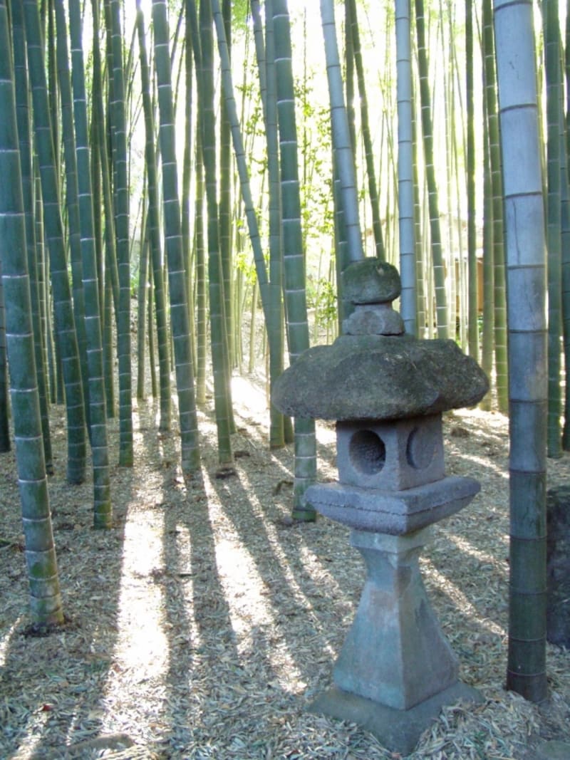 竹寺・報国寺のすがすがしい竹林