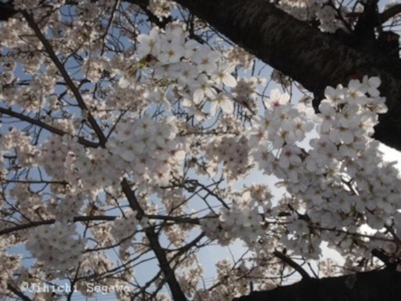 逆光,撮影,写真,逆光の撮影,一眼レフ,逆光撮影,撮影講座