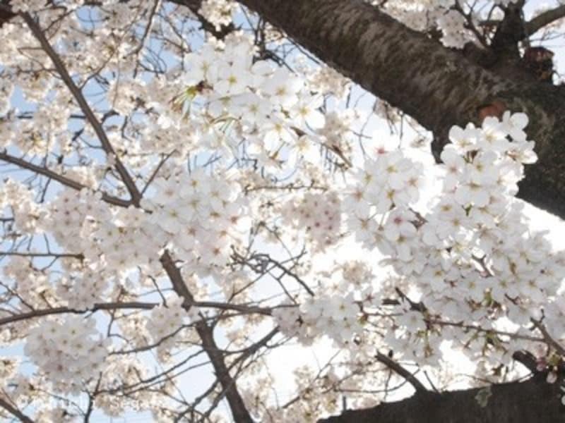 逆光,撮影,写真,逆光の撮影,一眼レフ,逆光撮影,撮影講座