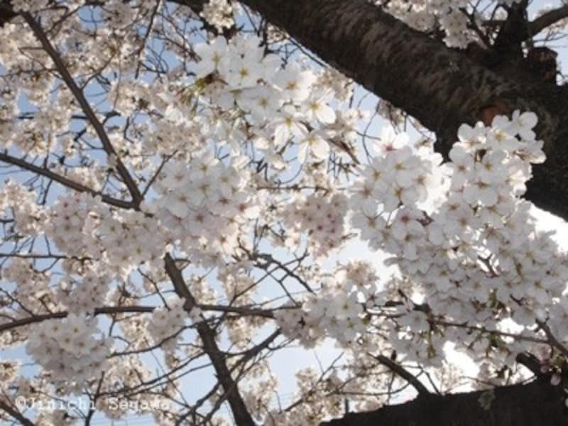 逆光,撮影,写真,逆光の撮影,一眼レフ,逆光撮影,撮影講座