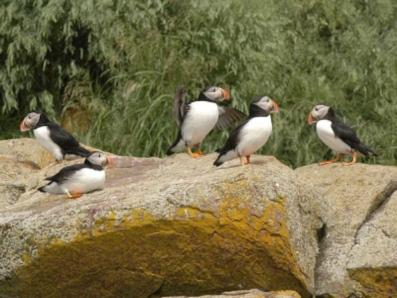 ニューファンドランドを代表する海鳥であるパフィン。オレンジのくちばしが特徴 (C) CTC