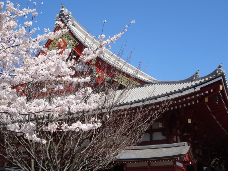 浅草寺の建物と桜はよく合う