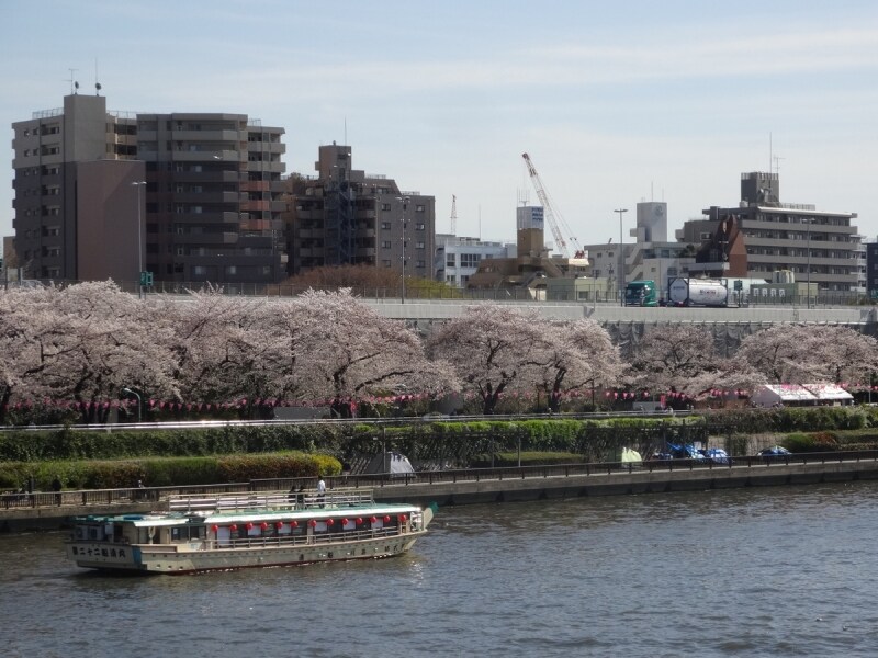 水上バスから見る桜も格別