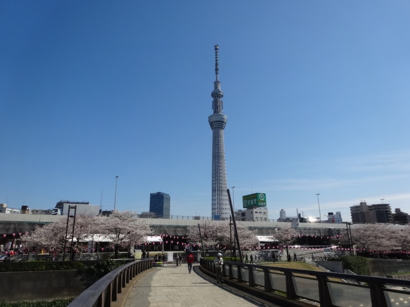スカイツリーと桜がなんともいいかんじ