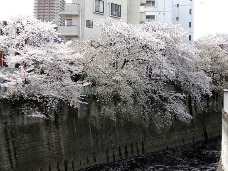 花びらが川面を流れていく