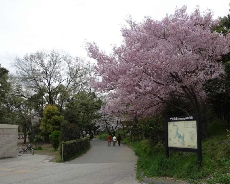 公園内には桜のアーチになっているところもある