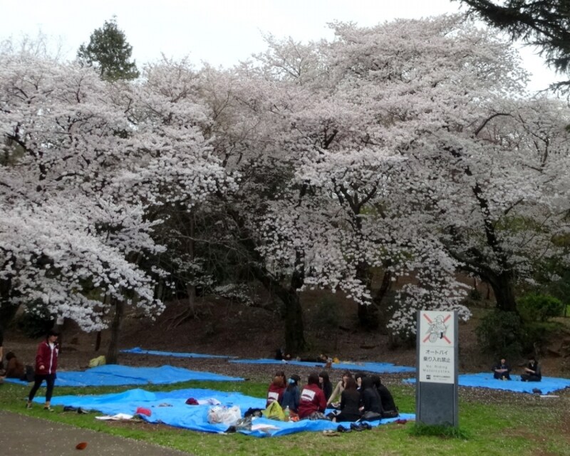 早稲田大学の学生たちが宴会をしていた