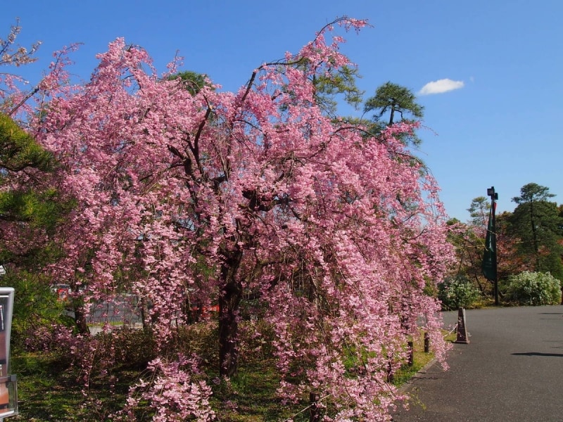 この日まさに満開だった