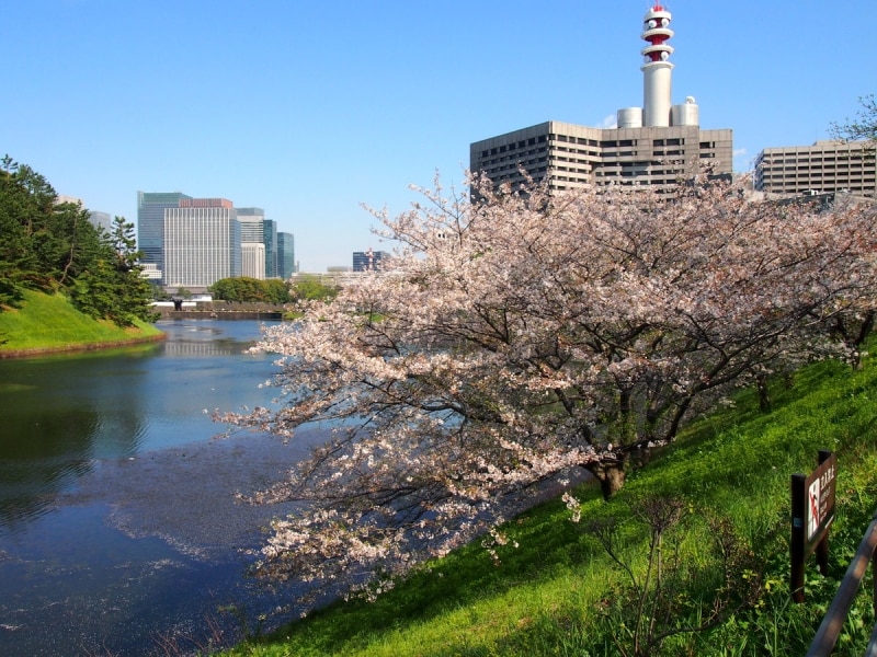 すでに散りかけていた