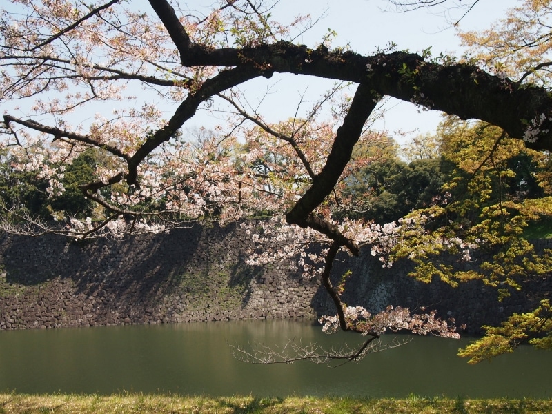枝ぶりがなかなかいいソメイヨシノだった