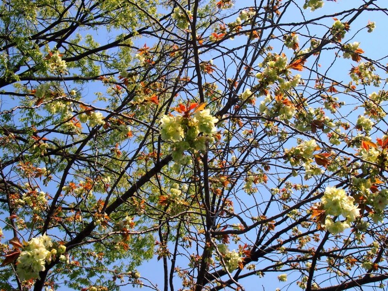 多くの人が足を止めて見ていた