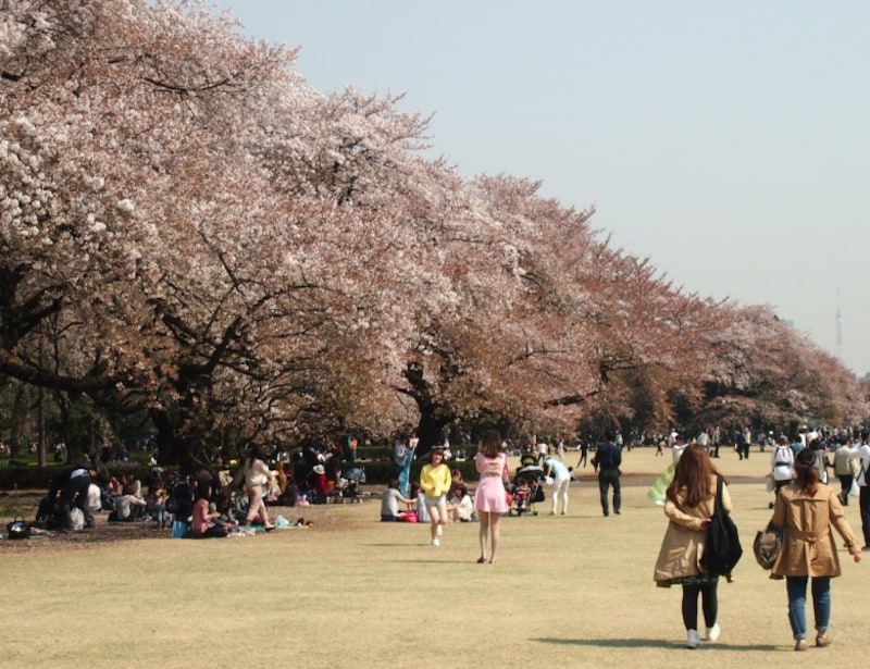 かなり花は散り、葉が出ている