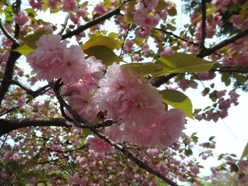 最近では街路樹や公園でもよく見かける。代表的な八重桜。
