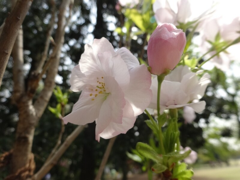 なんだかとっても愛おしい花だ