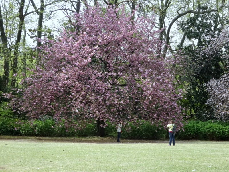 花といっしょに記念撮影する人も多い