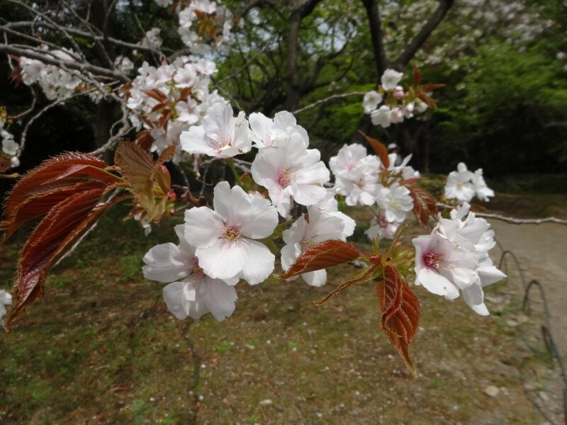 かつては武家の屋敷によく植えられたそうだ