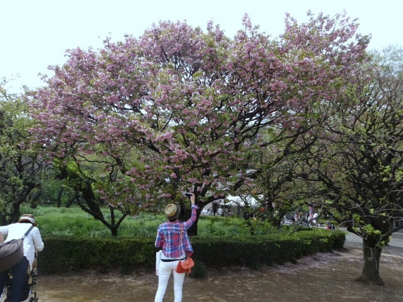 迫力のある桜だ