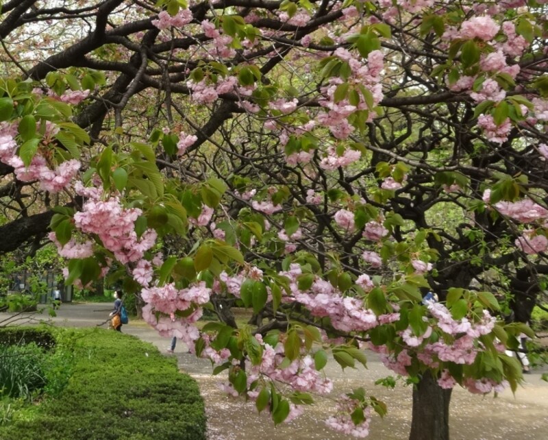 二段咲きといって、次々と咲いていく