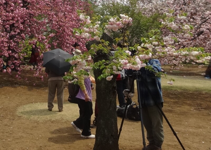 木は低いけれど、花は見事に咲いていた。