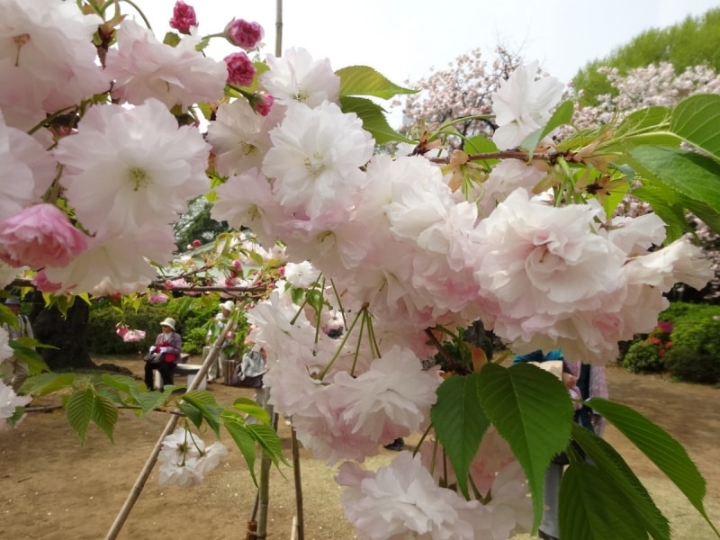 葉は一葉と同じ緑色だ