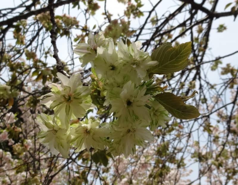 散り際には赤い筋がよく目立つようになってくる