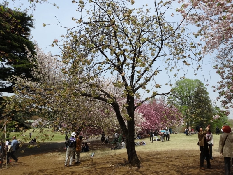 江戸時代中期には京都で栽培されていた