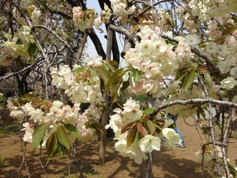 新宿御苑内には9本の鬱金がある