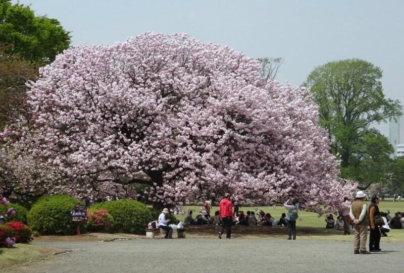 大きな木にいっぱいの花が咲いていた