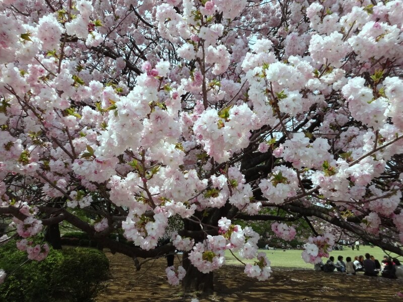 多くの人を集めていた