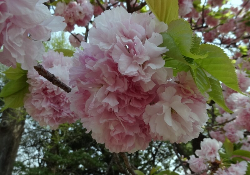 ちょうどこの時が見頃だった