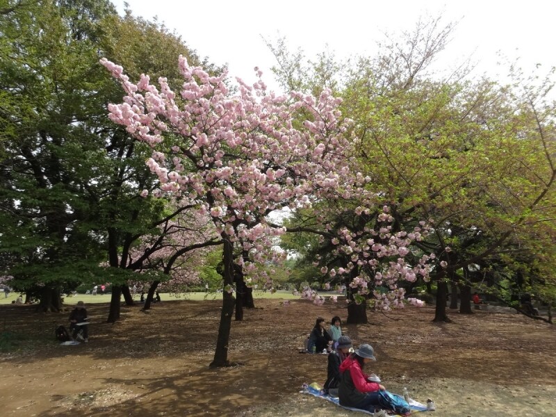 下でお弁当を広げたくなるような桜