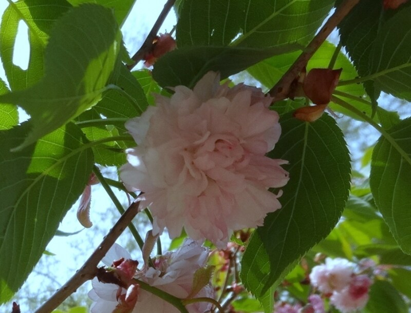 とても美しい花だ