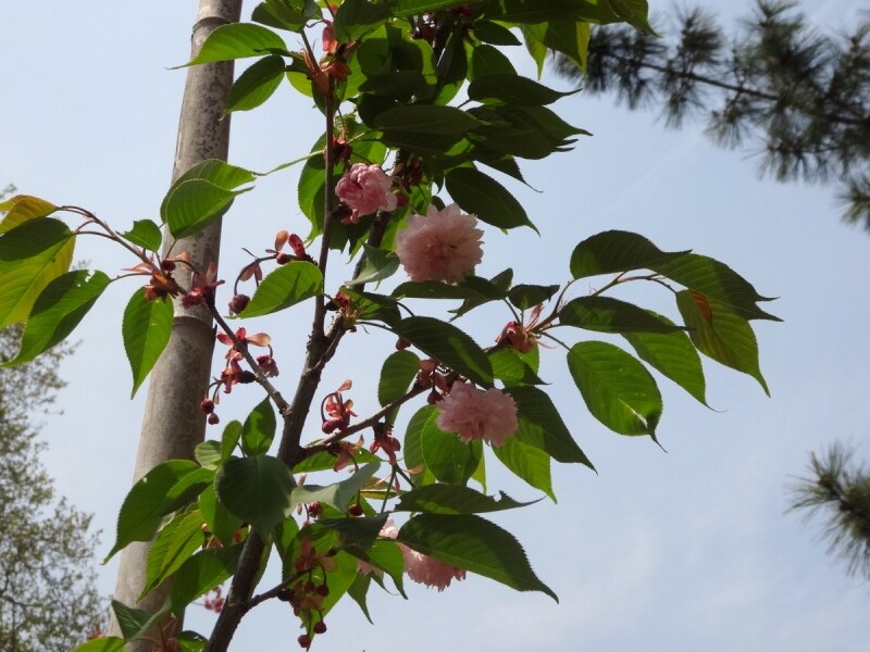 花は元気に咲いている