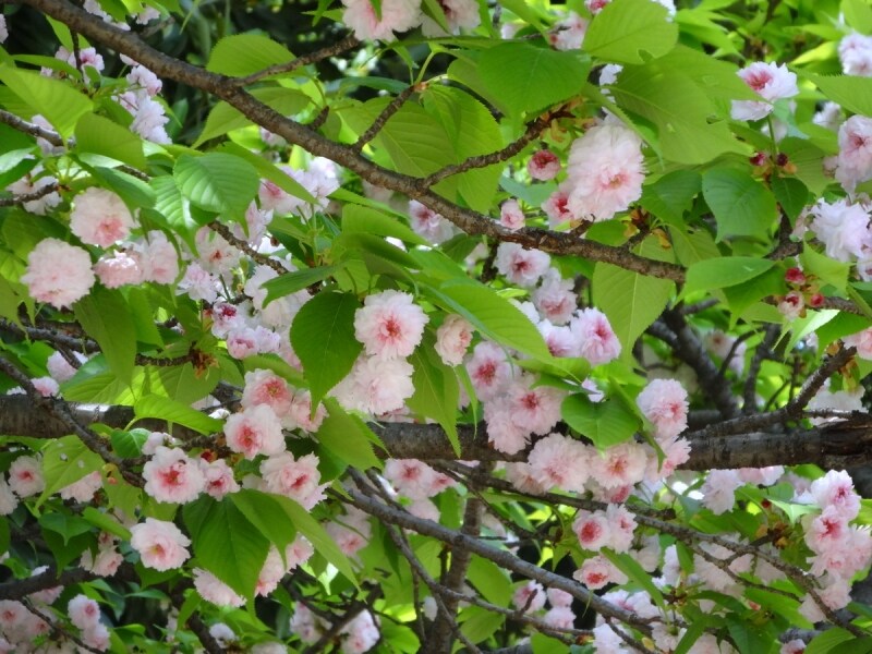 木の真下に来ると、その美しさがよくわかる