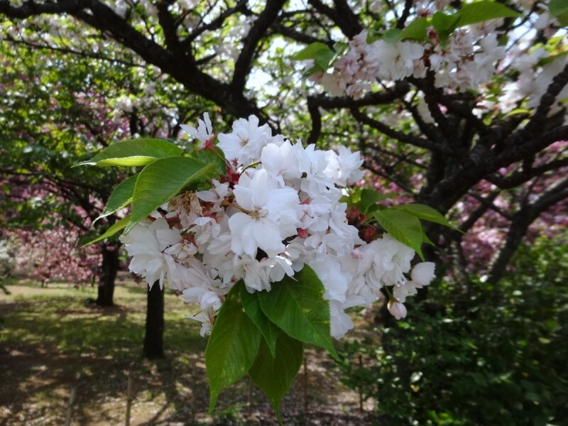 普賢象と同じことに咲く花
