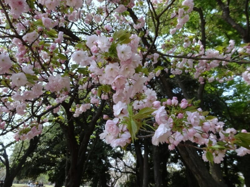 普賢象よりもやや遅れて咲く