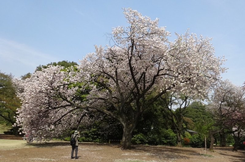 新宿御苑の一葉は10mを超える高木が多い