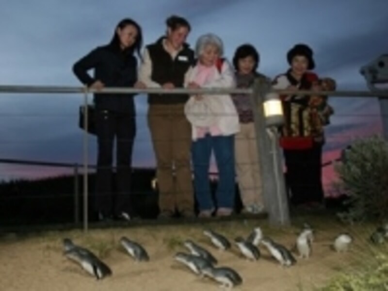 フェアリーペンギン