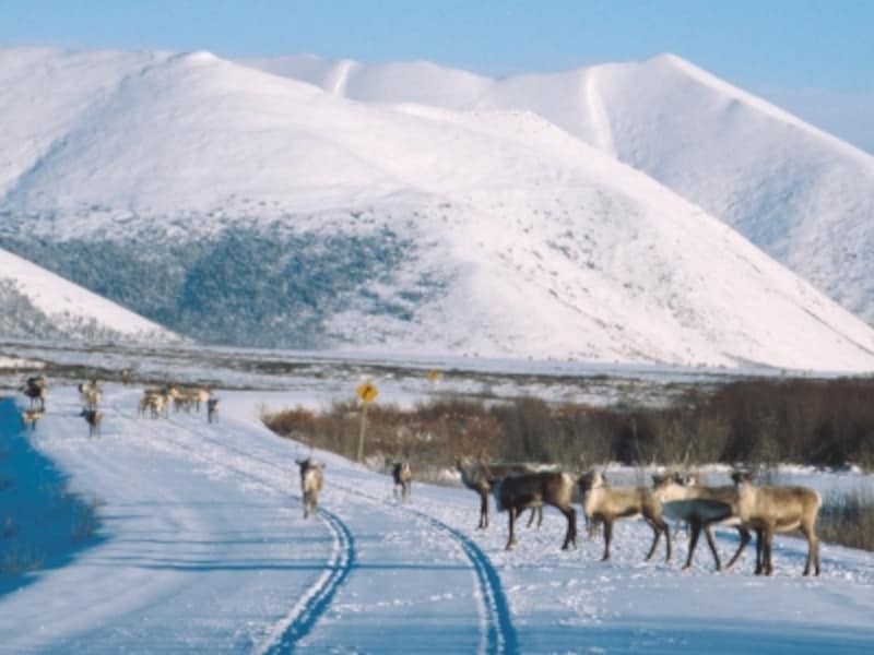 凍結した道路上にカリブー（トナカイ）が！ (C) Yukon Government