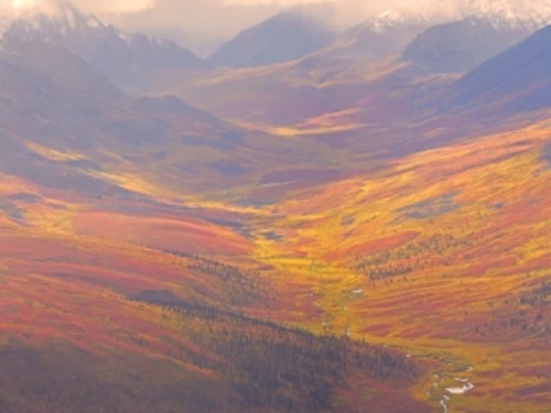 視野いっぱいに広がる紅葉の絨毯は感動的！ (C) Yukon Government