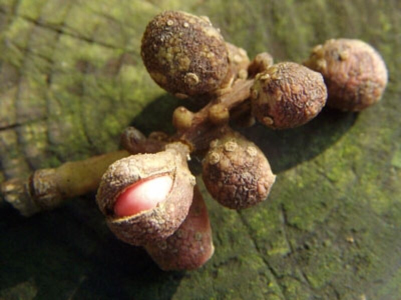 秋になるオガタマの実