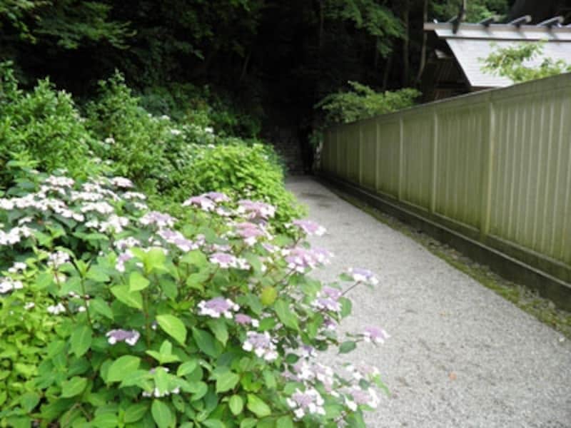 鎌倉宮の神苑山あじさい散歩道